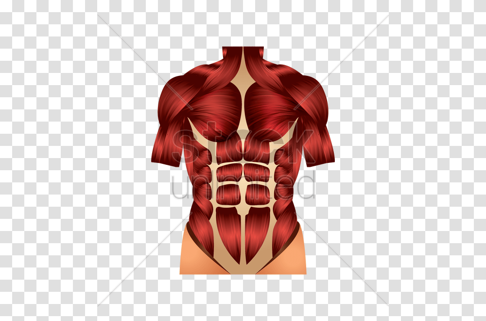 Chest Muscles Vector Image, Torso, Lamp Transparent Png