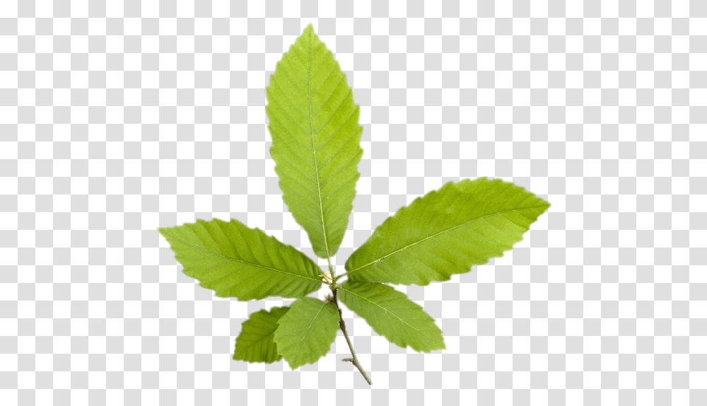 Chestnut Leaves Chestnut Leaf, Plant, Green, Annonaceae, Tree Transparent Png
