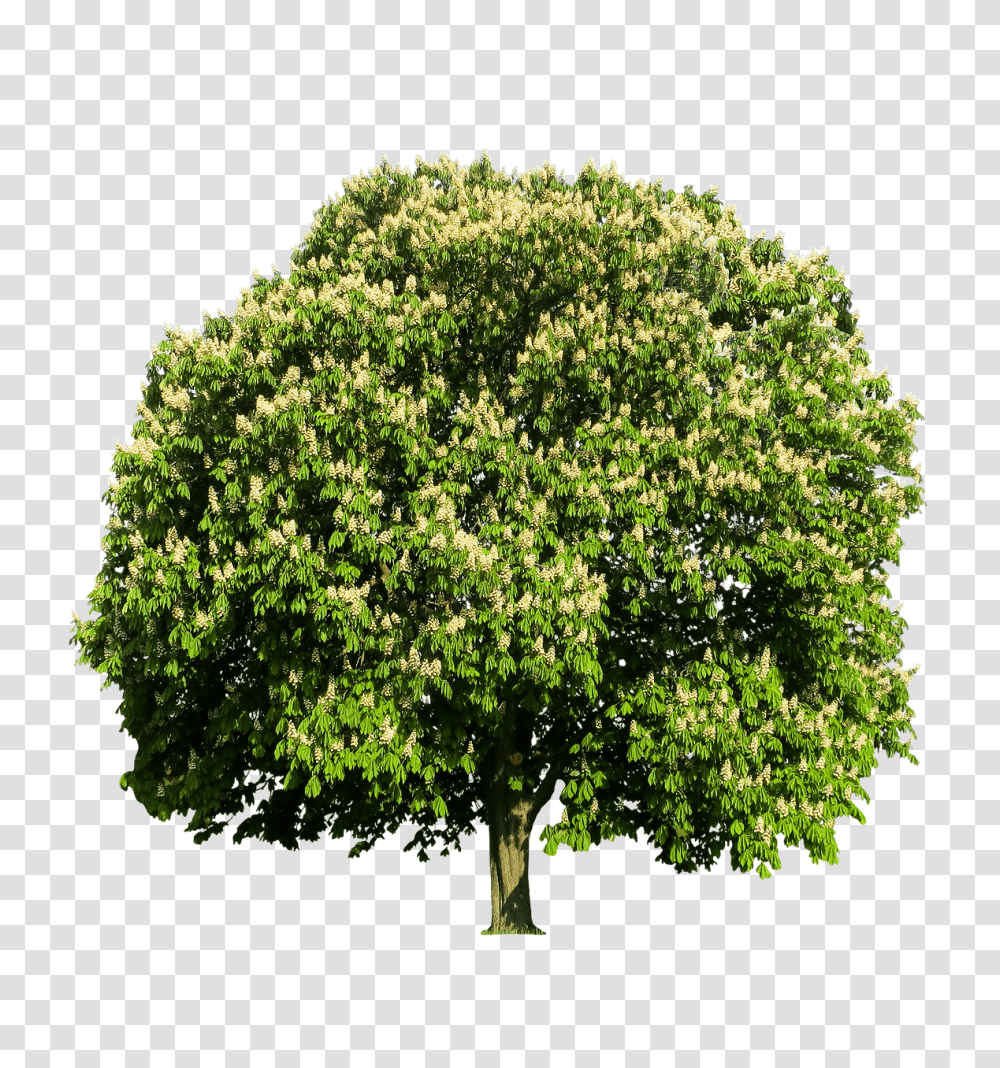 Chestnut Tree Chestnut Tree, Plant, Oak, Sycamore, Bush Transparent Png