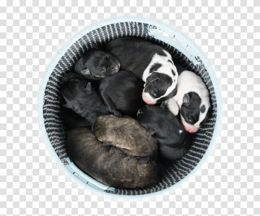 Chevreul Color Wheel, Dog, Pet, Canine, Animal Transparent Png