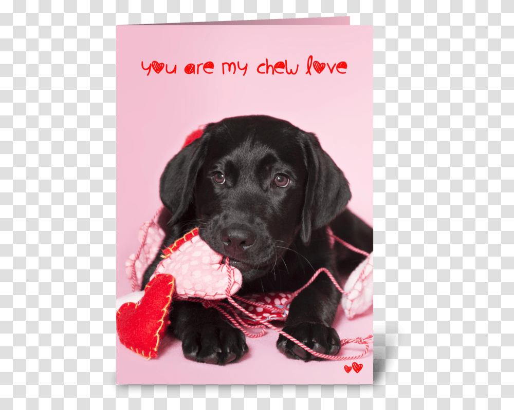 Chew Love Black Labrador Retriever Greeting Card Black Lab Valentines, Dog, Pet, Canine, Animal Transparent Png
