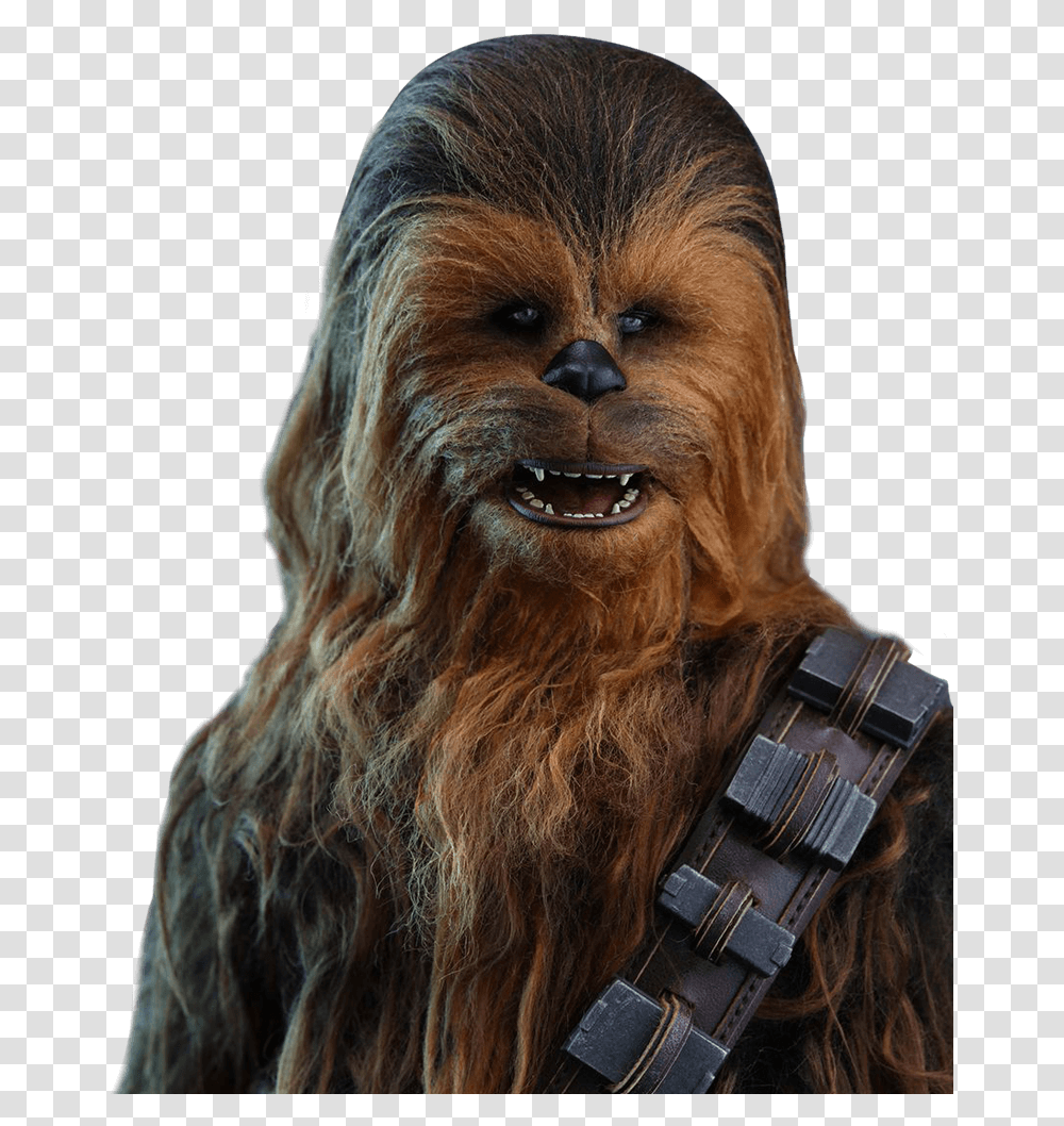 Chewbacca, Terrier, Dog, Pet, Canine Transparent Png