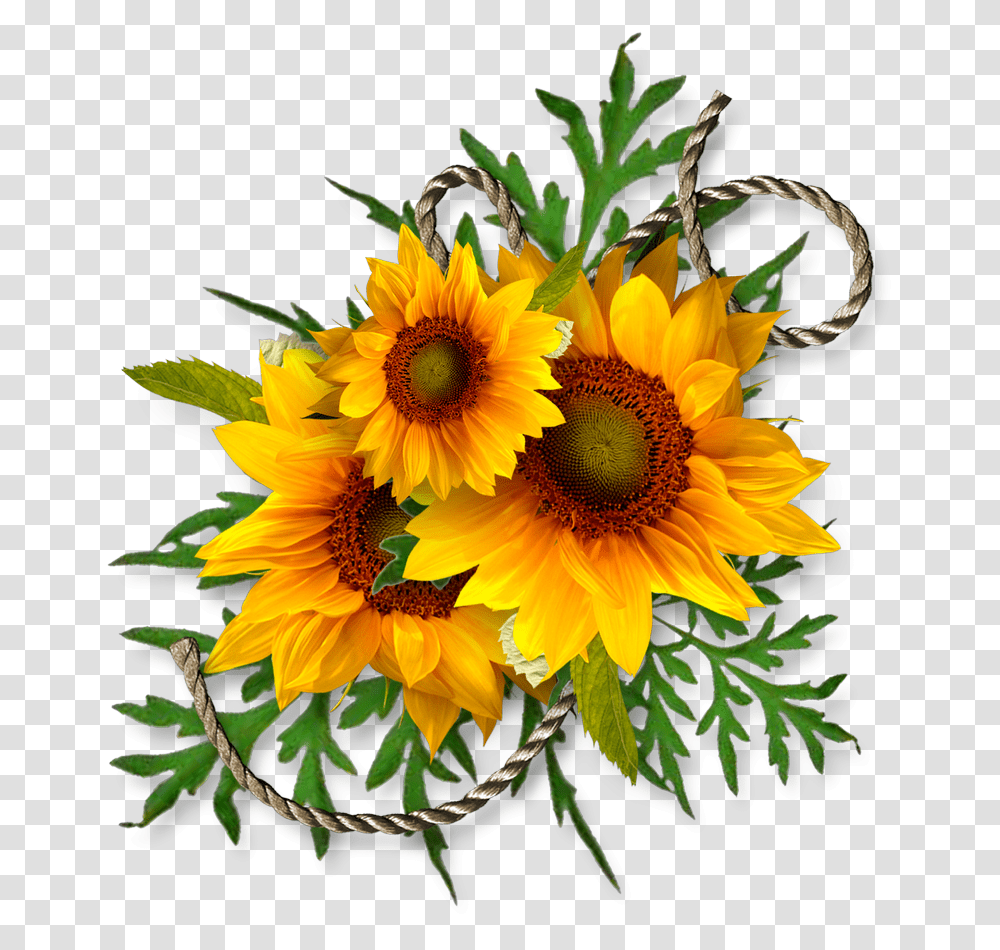 Cheyokota Digital Scraps Transfer Decoupage Kwiaty Clipart Kuferek Rnoci Na Czwartek, Plant, Flower, Blossom, Sunflower Transparent Png