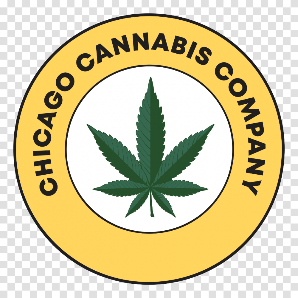 Chicago Cannabis Company Blog Medium, Plant, Weed, Rug, Hemp Transparent Png