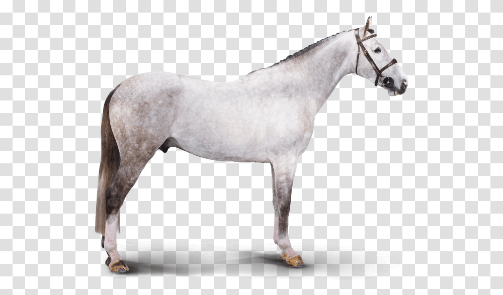 Chicago Chicago Stallion, Horse, Mammal, Animal, Andalusian Horse Transparent Png