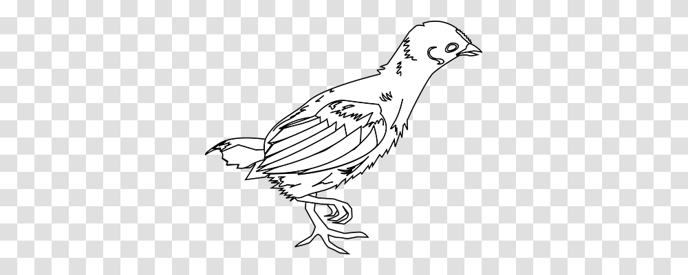 Chick Animals, Bird, Vulture, Beak Transparent Png