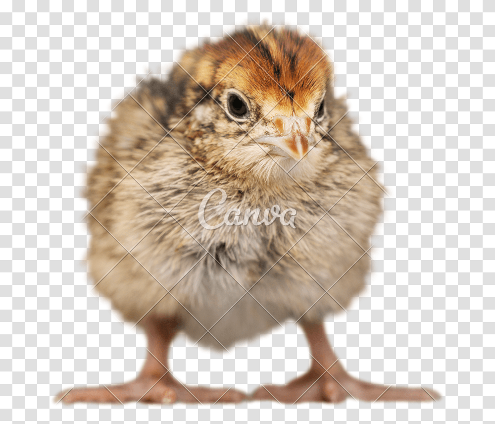 Chick 2 Baby Chicken, Bird, Animal, Poultry, Fowl Transparent Png
