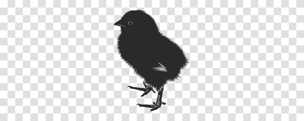 Chick Animals, Bird, Silhouette, Kiwi Bird Transparent Png