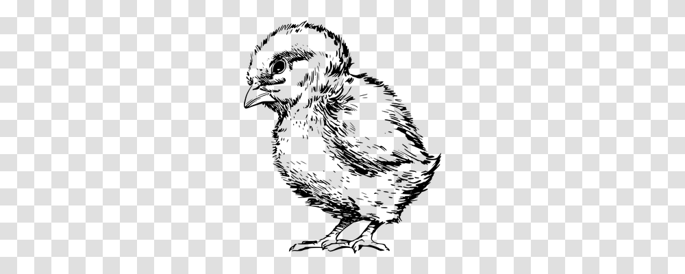 Chick Nature, Gray, World Of Warcraft Transparent Png