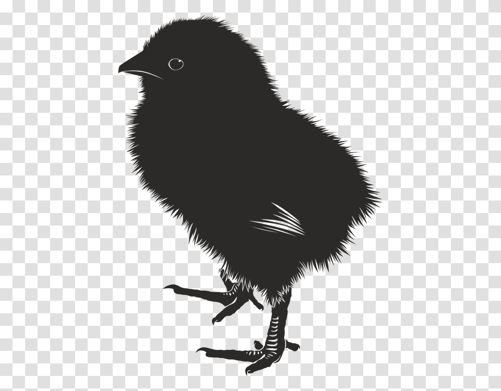 Chick Animal Farm Baby Silhouette Baby Chick Silhouette, Bird, Blackbird, Agelaius Transparent Png