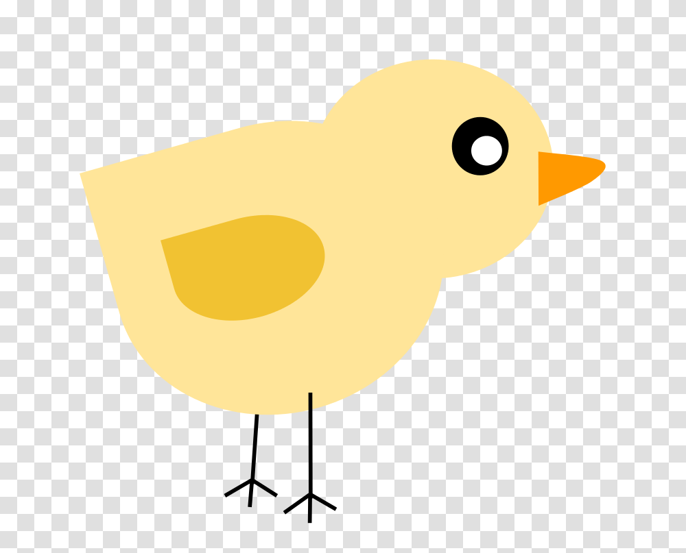 Chick, Animals, Bird, Canary, Fowl Transparent Png
