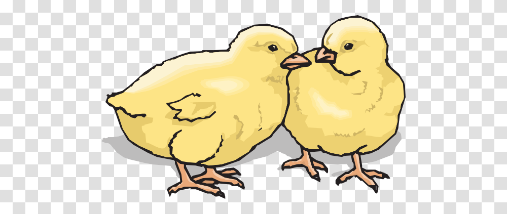 Chick Clipart Chicken Chick, Bird, Animal, Hen, Poultry Transparent Png