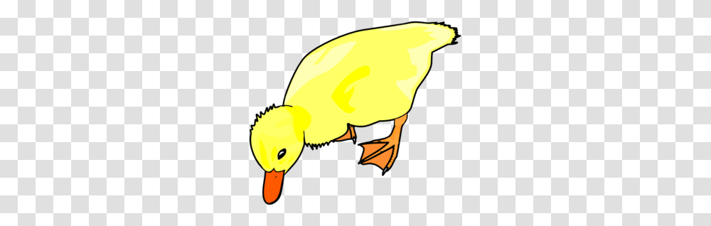 Chick Clipart Eating, Bird, Animal, Poultry, Fowl Transparent Png