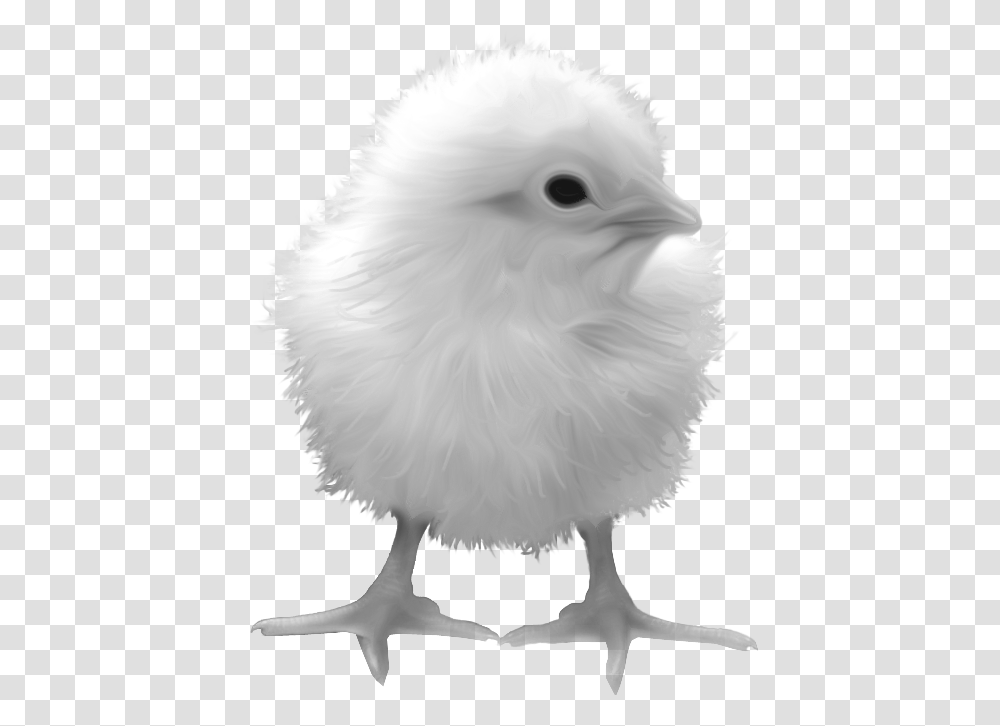 Chick Image Background Chicken Yellow, Poultry, Fowl, Bird, Animal Transparent Png