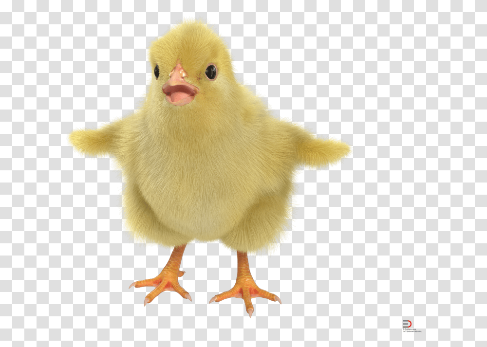 Chick With Fur Royalty 3d Chick, Bird, Animal, Fowl, Poultry Transparent Png