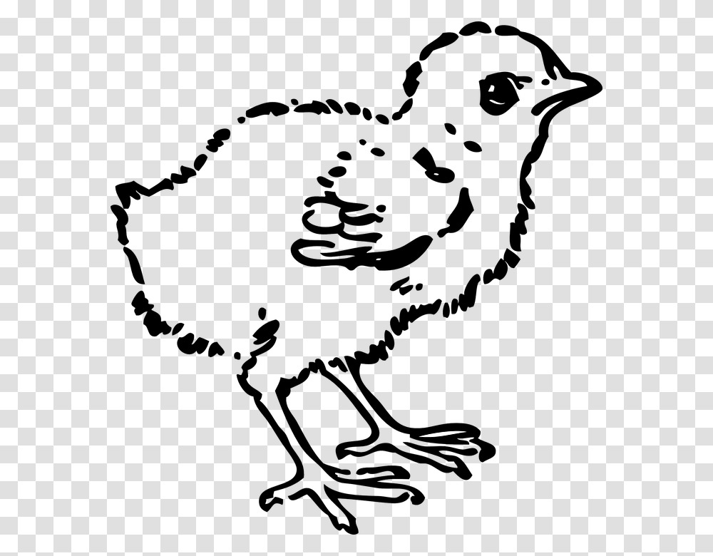Chick Young Chicken Hatchling Baby Chicken Chicken Black And White Clip Art Chick, Silhouette, Animal, Rabbit, Rodent Transparent Png