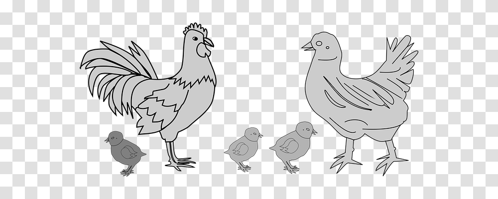 Chicken Animals, Bird, Poultry, Fowl Transparent Png