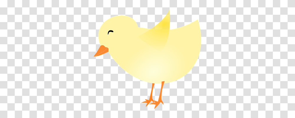 Chicken Animals, Bird, Lamp, Kiwi Bird Transparent Png