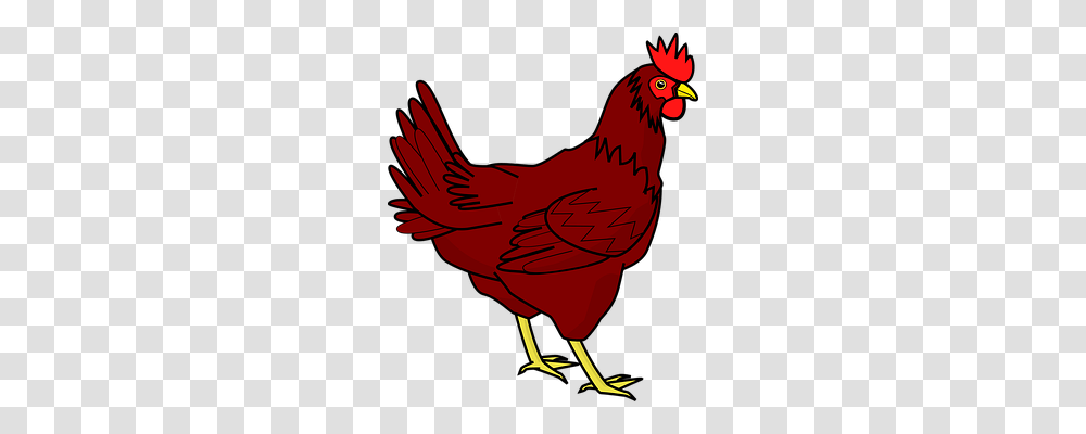 Chicken Animals, Poultry, Fowl, Bird Transparent Png