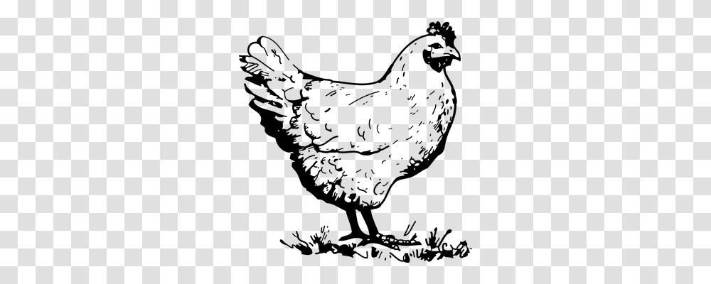 Chicken Animals, Bird, Fowl, Poultry Transparent Png