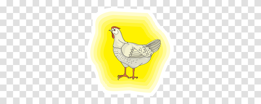 Chicken Bird, Animal, Plant, Poultry Transparent Png