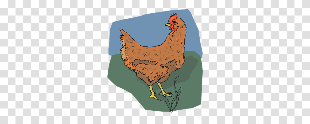 Chicken Animals, Poultry, Fowl, Bird Transparent Png
