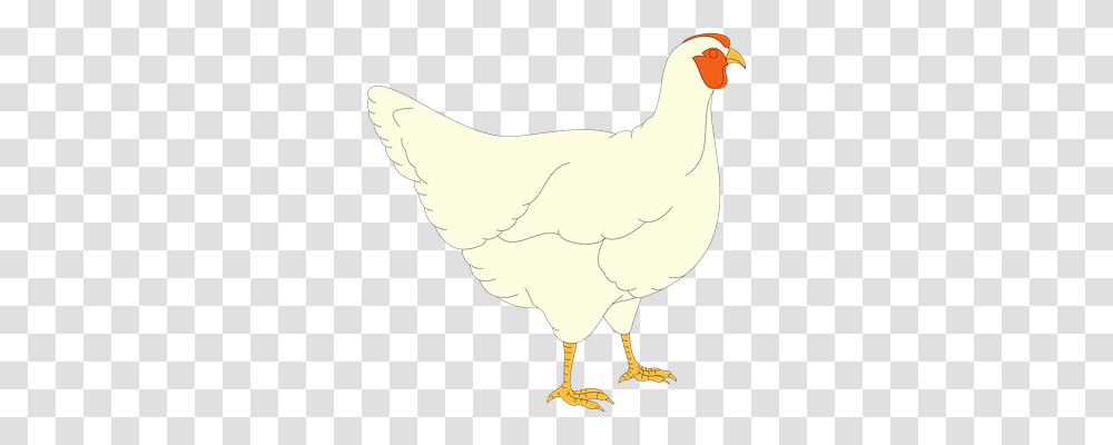 Chicken Animals, Bird, Fowl, Poultry Transparent Png
