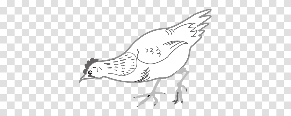 Chicken Animals, Bird, Dove, Pigeon Transparent Png