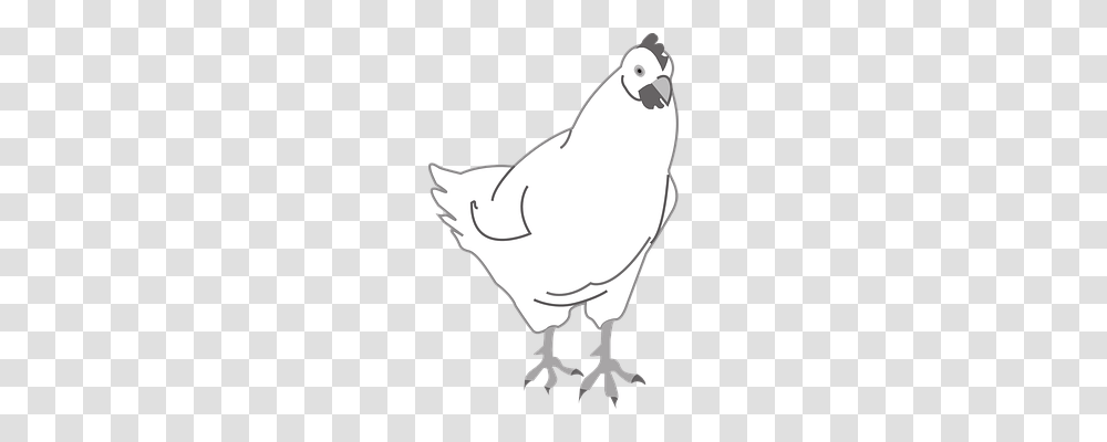 Chicken Animals, Bird, Dove, Pigeon Transparent Png