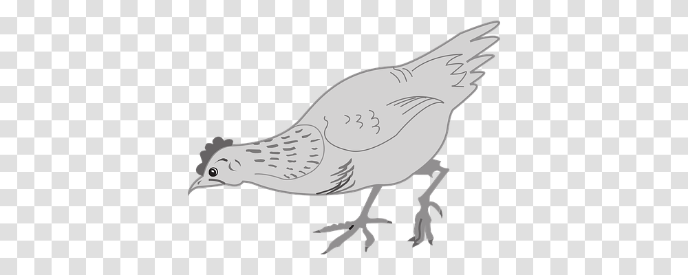 Chicken Animals, Bird, Pigeon, Dove Transparent Png