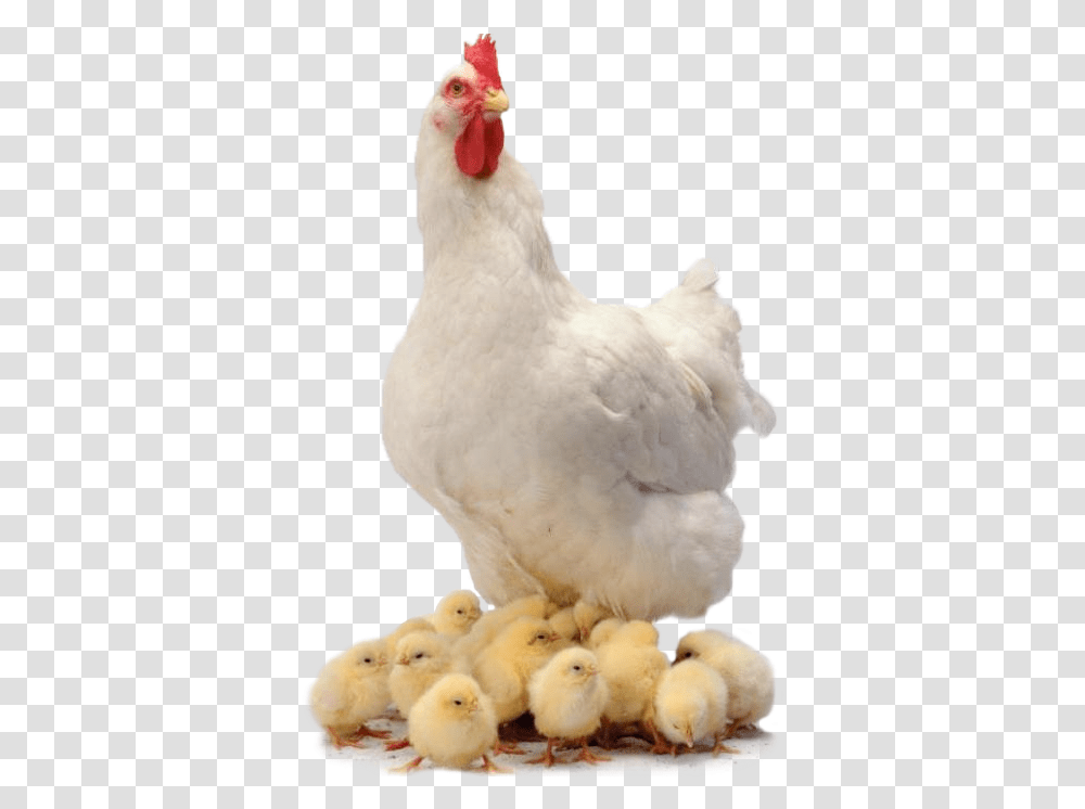 Chicken And Cubs Chicken Family, Hen, Poultry, Fowl, Bird Transparent Png