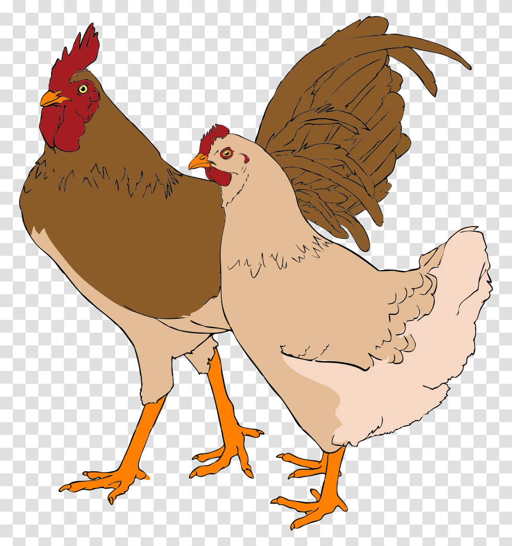 Chicken And Rooster Clipart, Poultry, Fowl, Bird, Animal Transparent Png