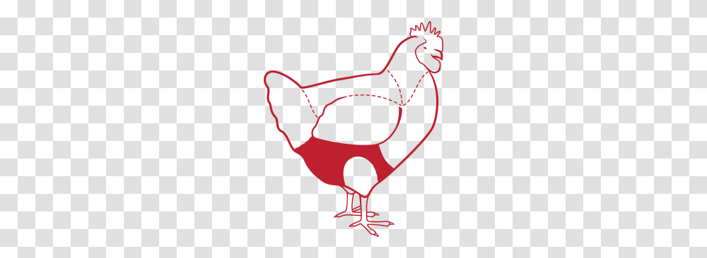 Chicken, Animal, Bird, Fowl, Poultry Transparent Png
