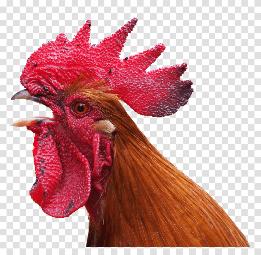 Chicken, Animal, Bird, Poultry, Fowl Transparent Png