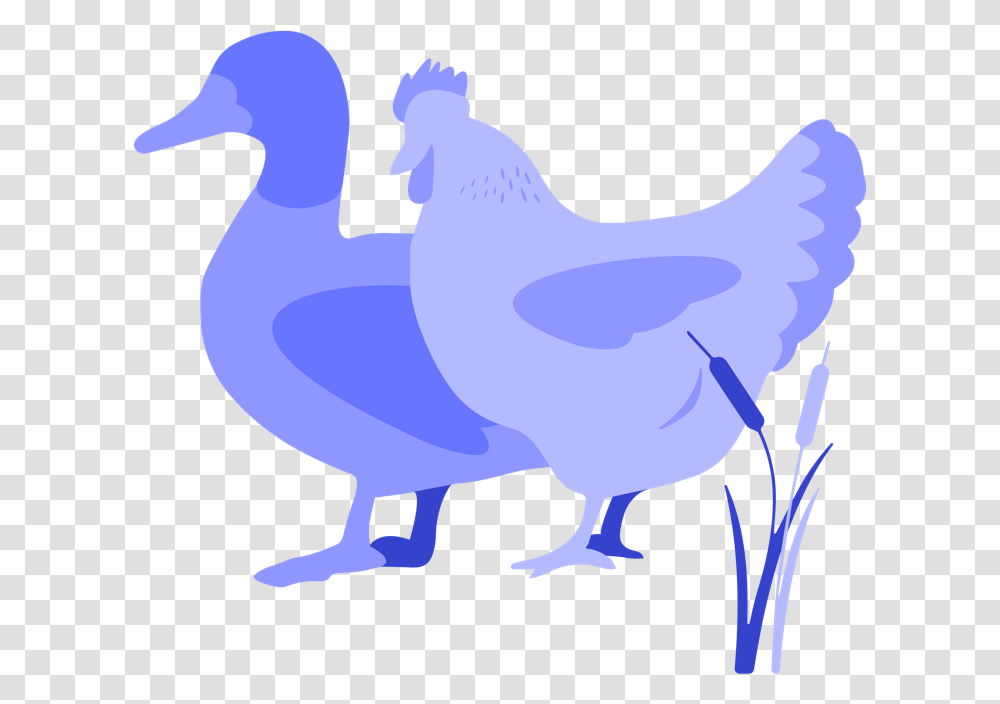 Chicken, Animal, Bird, Poultry, Fowl Transparent Png