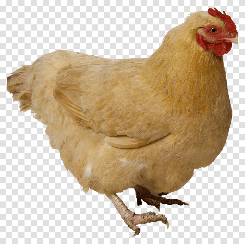 Chicken Animal, Poultry, Fowl, Bird, Hen Transparent Png