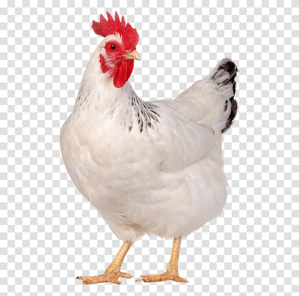 Chicken Animal, Poultry, Fowl, Bird, Hen Transparent Png