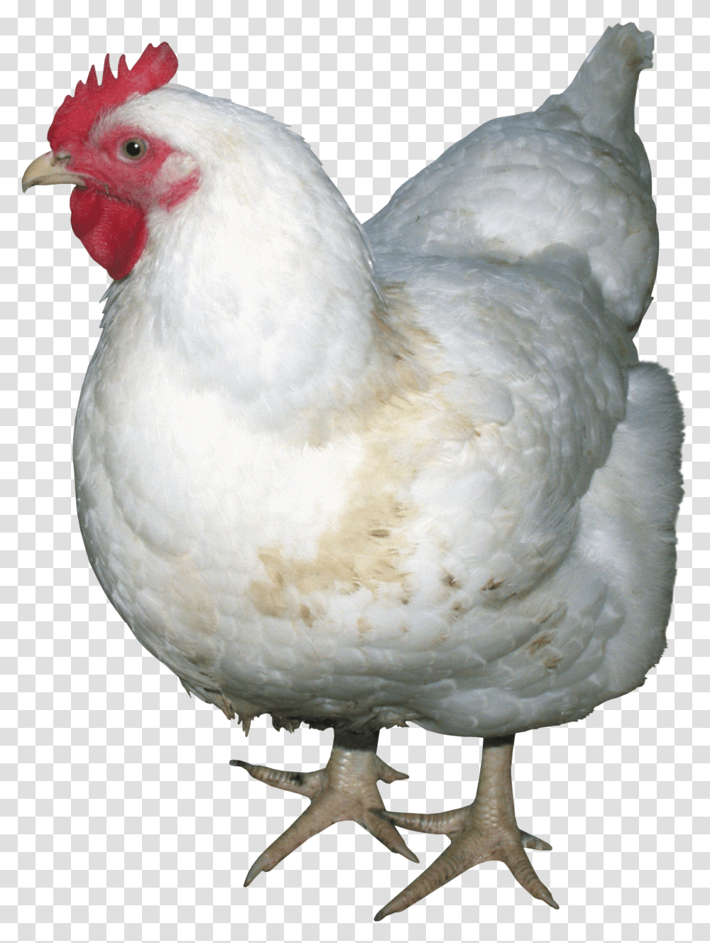 Chicken, Animals, Hen, Poultry, Fowl Transparent Png