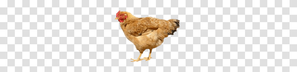 Chicken, Animals, Hen, Poultry, Fowl Transparent Png