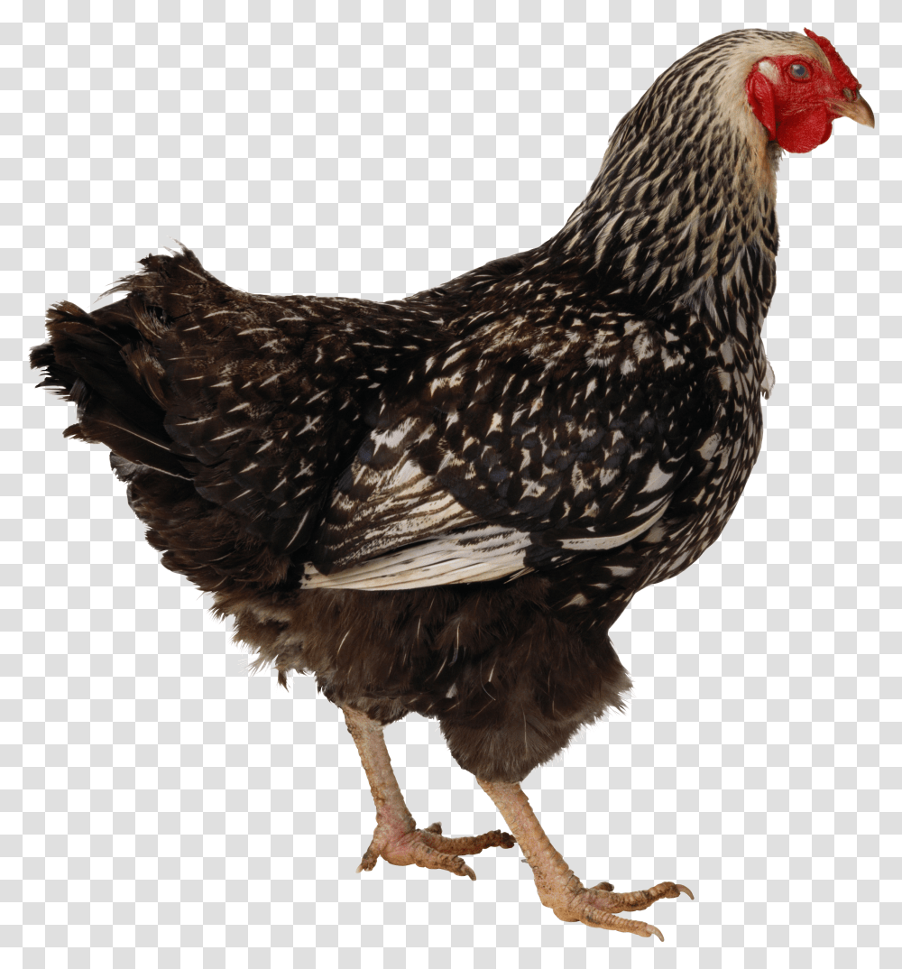 Chicken, Animals, Poultry, Fowl, Bird Transparent Png