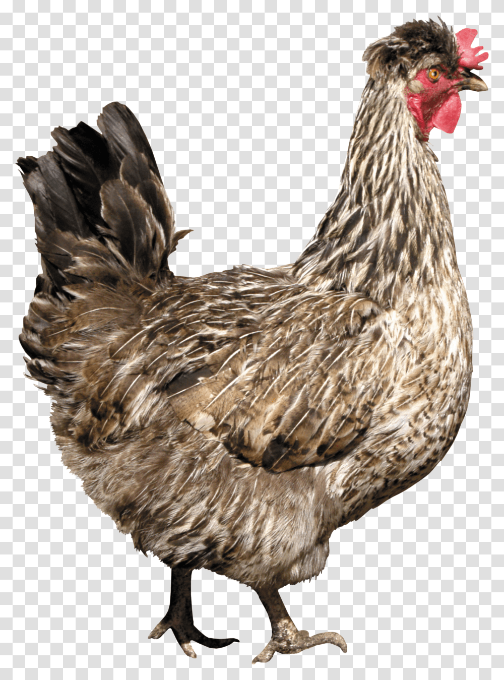 Chicken, Animals, Poultry, Fowl, Bird Transparent Png
