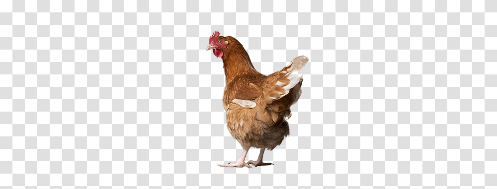 Chicken, Animals, Poultry, Fowl, Bird Transparent Png