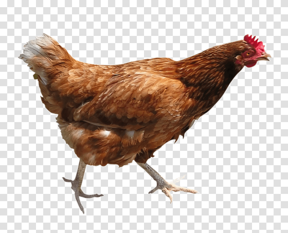 Chicken, Animals, Poultry, Fowl, Bird Transparent Png