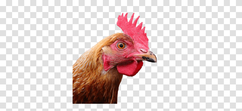 Chicken, Animals, Poultry, Fowl, Bird Transparent Png