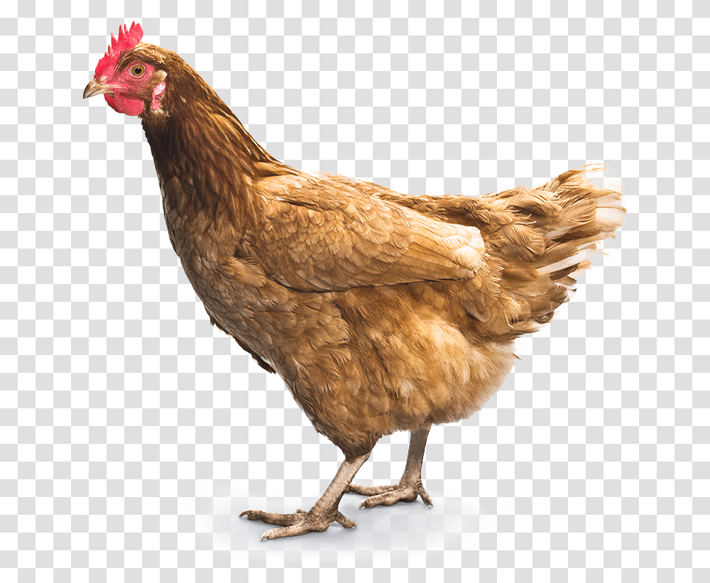Chicken, Animals, Poultry, Fowl, Bird Transparent Png