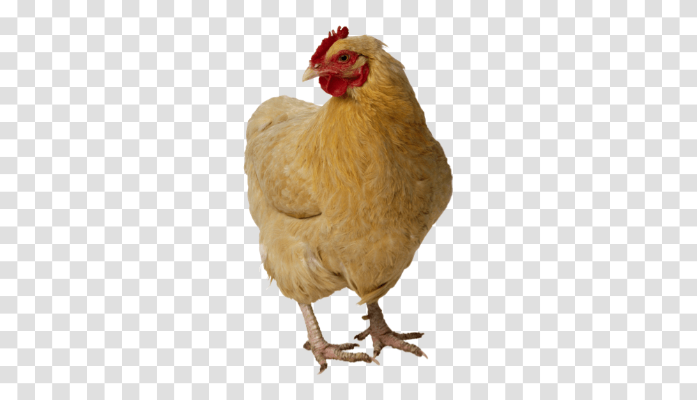Chicken, Animals, Poultry, Fowl, Bird Transparent Png