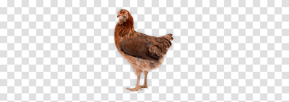 Chicken, Animals, Poultry, Fowl, Bird Transparent Png