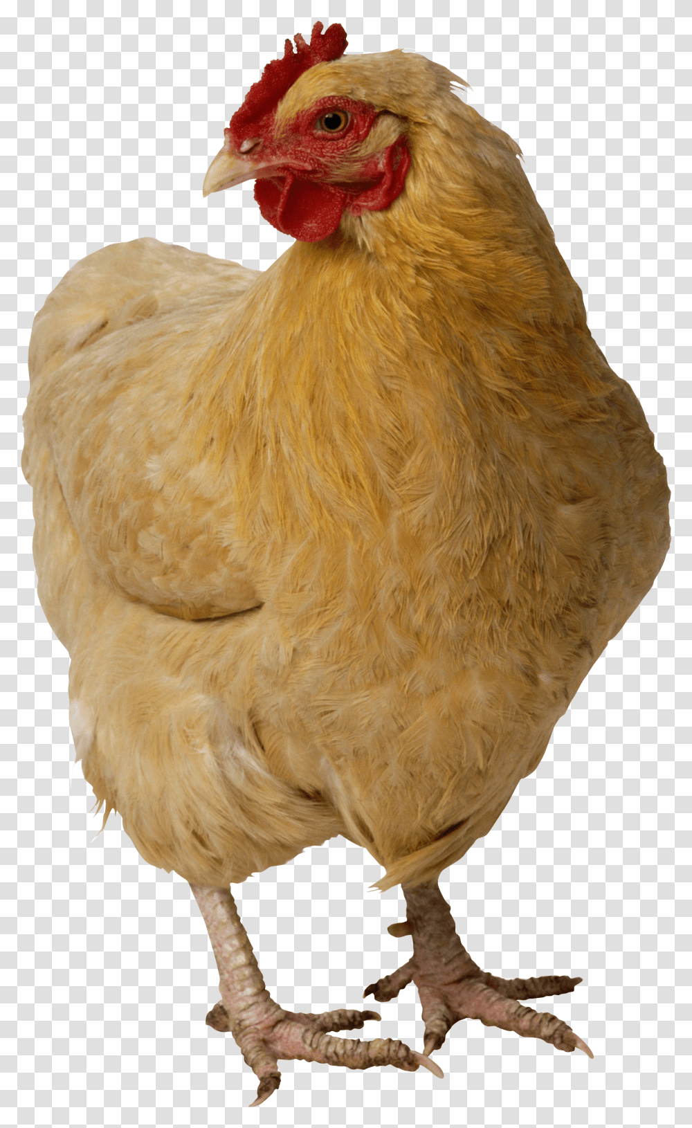 Chicken, Animals, Poultry, Fowl, Bird Transparent Png