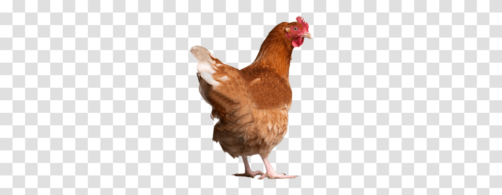 Chicken, Animals, Poultry, Fowl, Bird Transparent Png