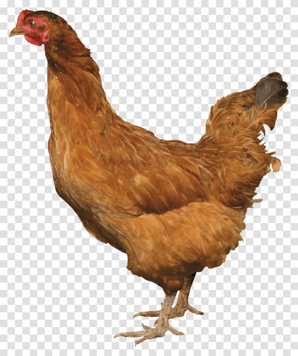 Chicken, Animals, Poultry, Fowl, Bird Transparent Png